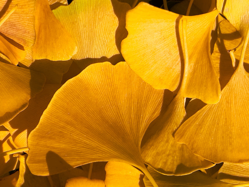 Gingko Biloba