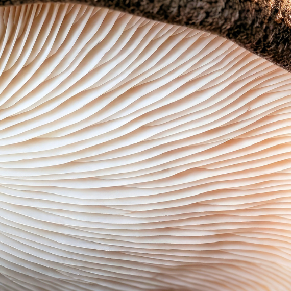 extracto de shiitake