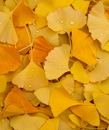 Ginkgo biloba: ancient resilience, modern skin science